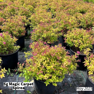 May 2025 5g Magic Carpet Spirea Group for Website